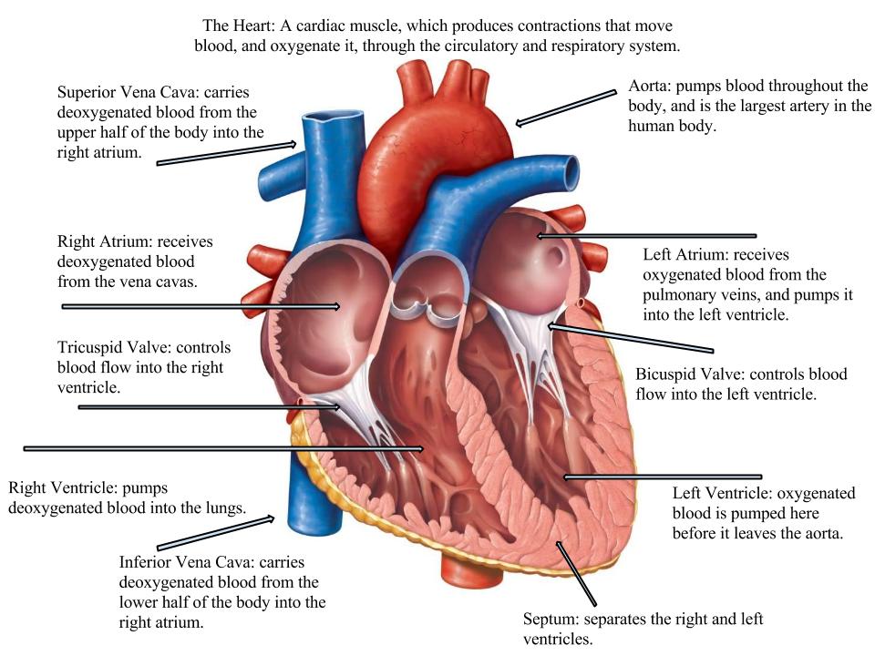 Circulatory and Respiratory Systems - Home